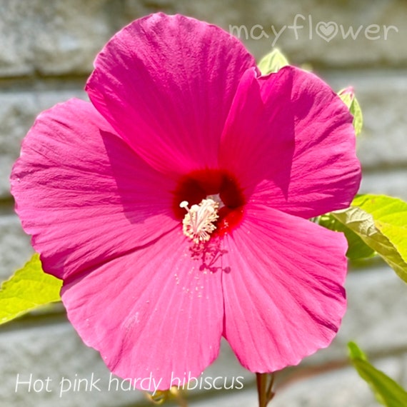 Hot Pink Hardy Hibiscus Seeds - Attracts Hummingbirds