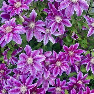 Clematis 'piilu' Seeds: Little Duckling Perennial Flowers - Etsy