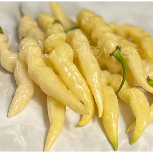 Murupi Amarela Pepper Seeds. Ornamental. Capsicum Chinense. Spicy Pepper with lemon-lime flavor.  Organic Pepper Garden. 12+ Non GMO seeds.