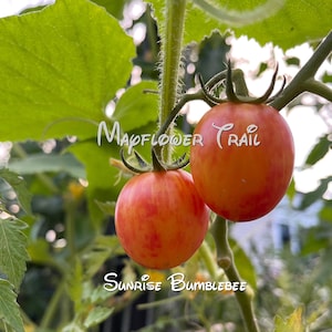 Sunrise Bumblebee Tomato Seeds, 25 Non GMO Seeds. Super Sweet. Indeterminate. Artesian Bumblebee Variety. Organic Garden.