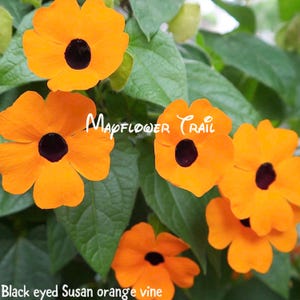 Black Eyed Susan Vine Orange Thunbergia Alata Seeds.  20 Seeds.  Vining plant that’ll grow vigorously with beautiful orange flowers.
