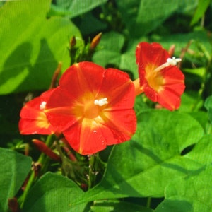 Morning Glory Ipomoea ORANGE NOAH Hummingbird Vine Seeds. 25 Seeds. Butterfly Garden.