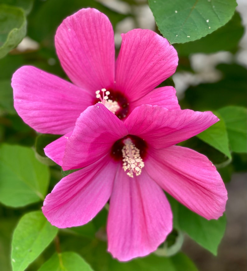 50 Seeds. Hot Pink Hardy Hibiscus. Pollinators Garden. Attract Etsy
