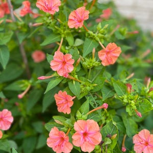 May include: Close-up of a Mirabilis jalapa plant, also known as the four o'clock flower. The image showcases vibrant, coral-colored flowers with a star-shaped pattern, set against a backdrop of lush green leaves. The flowers are in full bloom, with some buds visible.