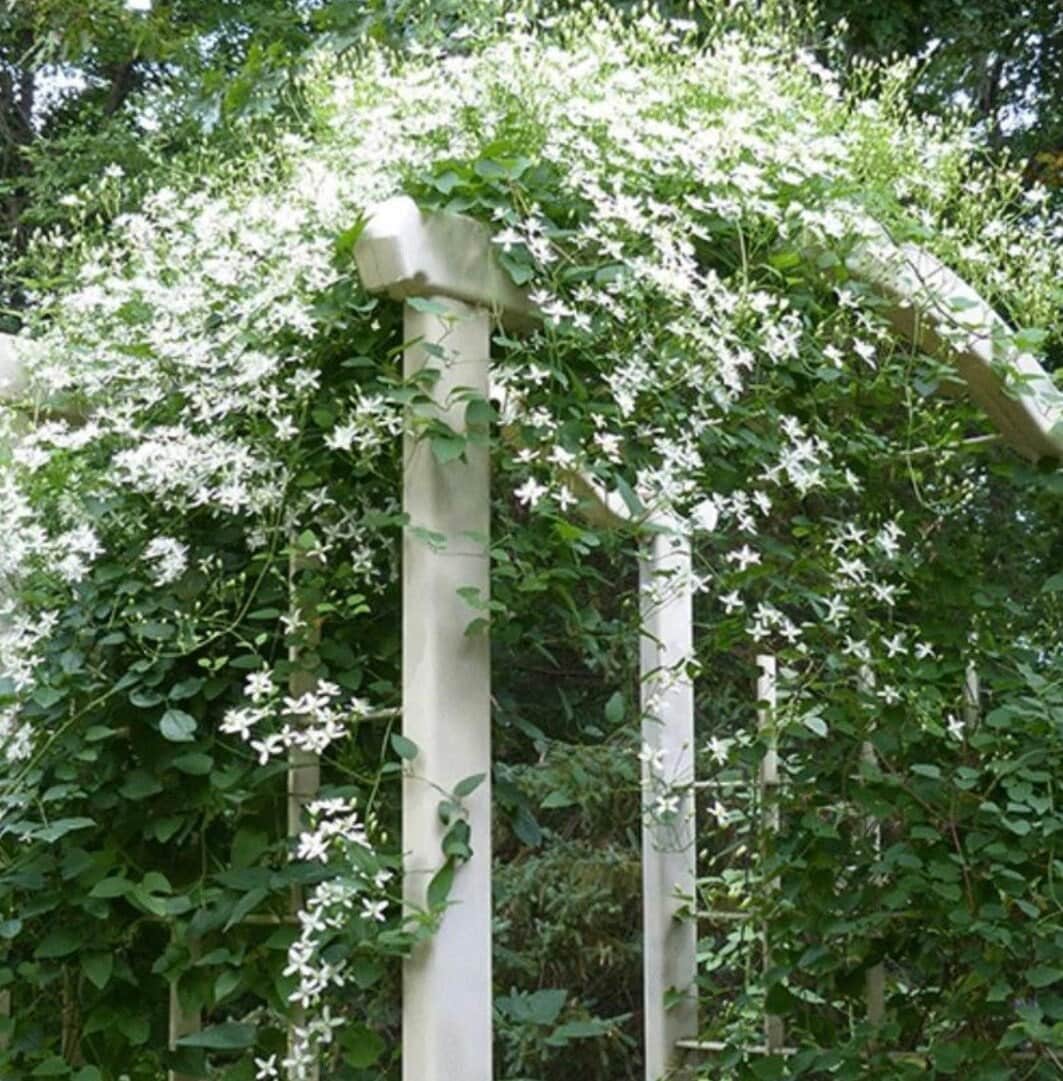 White Clematis Vine - Etsy