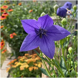 Balloon Flower 50+Seeds.  Platycodon Gradiflorus. Japanese bellflower, Chinese bellflower. Deer Resistant Perennial Blue Flower.