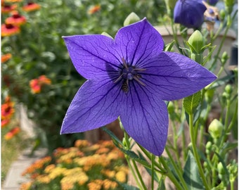 Balloon Flower 50 Seeds.  Platycodon Gradiflorus. Japanese bellflower, Chinese bellflower. Deer Resistant Perennial Blue Flower.