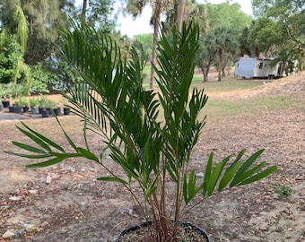 Zamia pumila (Coontie Palm) 1 Gallon Plant (6 Inch tall plant) That Will Ship In The Container For Free!
