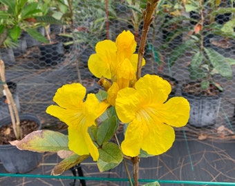 1 gallon, 12-18 inch tall, Golden Trumpet Tree, ships in the container for Free! (Tabebuia chrysotricha)