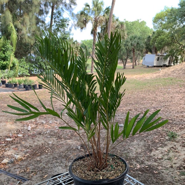 Zamia pumila (Coontie Palm) 1 Gallon Plant (12 Inch tall plant) That Will Ship In The Conetainer For Free!