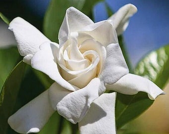 4" Minature Gardenia, Gardenia Radicans, Gardenia jasminoides 'Radicans', FREE Shipping, Pre-Bonsai, Ground Cover, Beautiful Fragrance