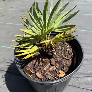 Peut inclure: Un petit palmier &eacute;ventail aux frondes pointues vert vif, plant&eacute; dans un pot de p&eacute;pini&egrave;re en plastique noir rempli de paillis d'&eacute;corce brun fonc&eacute; et de terreau. Les feuilles pr&eacute;sentent une structure en &eacute;ventail avec des segments &eacute;troits et rigides.