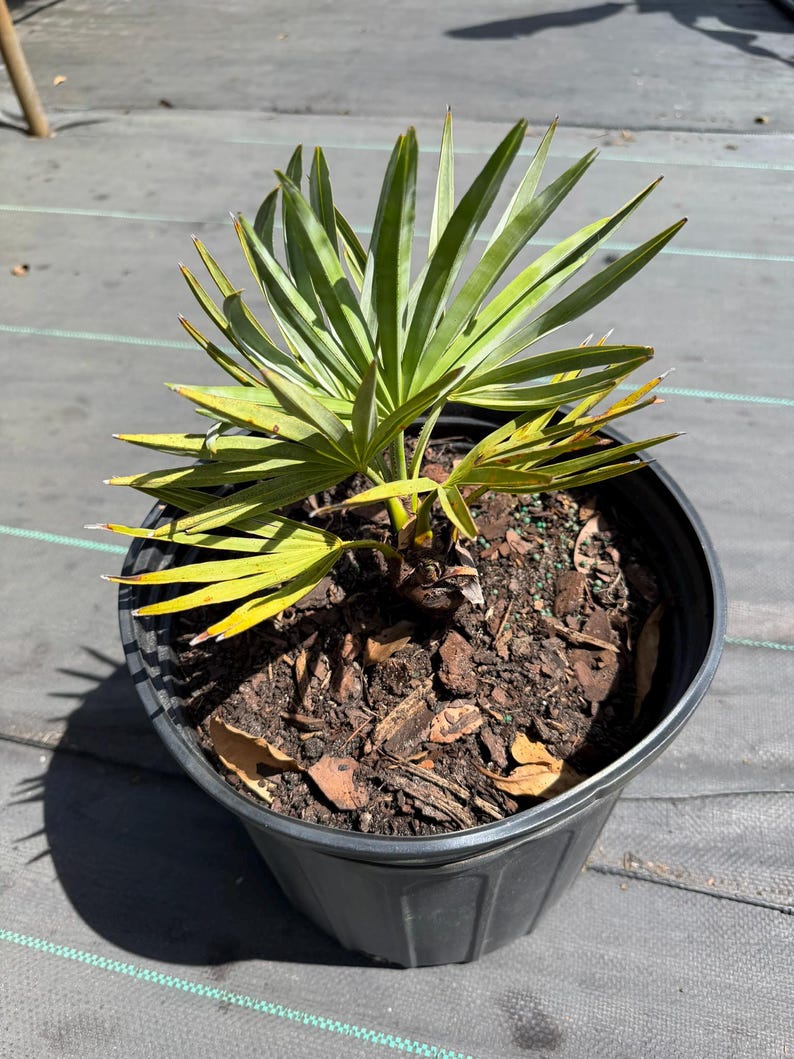 Peut inclure: Un petit palmier &eacute;ventail aux frondes pointues vert vif, plant&eacute; dans un pot de p&eacute;pini&egrave;re en plastique noir rempli de paillis d'&eacute;corce brun fonc&eacute; et de terreau. Les feuilles pr&eacute;sentent une structure en &eacute;ventail avec des segments &eacute;troits et rigides.