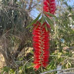 May include: A close-up of a vibrant red bottlebrush flower, showcasing its cylindrical shape and numerous stamens. Green leaves are interspersed along the stem. The background features blurred foliage and a clear blue sky.