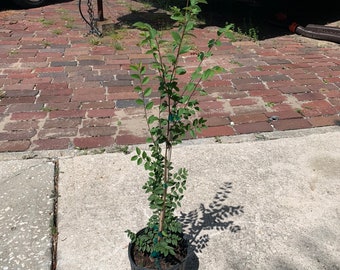 3 gallon, Lacebark Elm (Ulmus parvifolia), Cut back to 36" for shipping