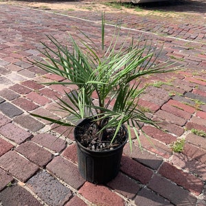 Butia odorata (Jelly Palm, Pindo Palm) Ships in a 3 Gallon (10&quot; Container) !!! FREE SHIPPING !!!