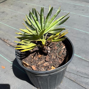 Peut inclure: Un petit palmier &eacute;ventail aux frondes pointues d'un vert vif, plant&eacute; dans un pot de p&eacute;pini&egrave;re en plastique noir rempli de terreau sombre, d'&eacute;corces et de petites billes d'engrais. La plante pr&eacute;sente plusieurs tiges partant du centre du pot.