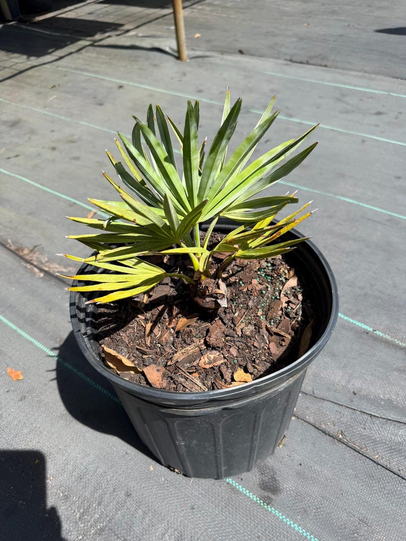 Peut inclure: Un petit palmier &eacute;ventail aux frondes pointues d'un vert vif, plant&eacute; dans un pot de p&eacute;pini&egrave;re en plastique noir rempli de terreau sombre, d'&eacute;corces et de petites billes d'engrais. La plante pr&eacute;sente plusieurs tiges partant du centre du pot.