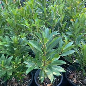Elaeocarpus decipiens, Japanese Blueberry, 18-24&quot; tall, 1 gal.  LIVE PLANT, Ships in the Container, FREE!