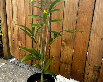 Foxtail Palm #1 Container - Wodyetia bifurcata - 18"-24" tall shipped in 1-gallon Container.  FREE Shipping!