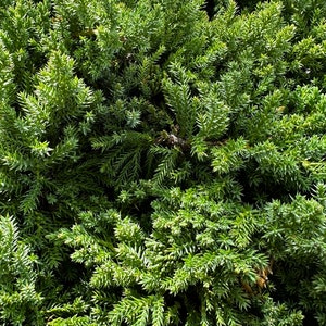 4 Dwarf Japanese Garden Juniper Juniperus procumbens 'Nana' FREE SHIPPING, Ground Cover or Pre-Bonsai Plant image 2
