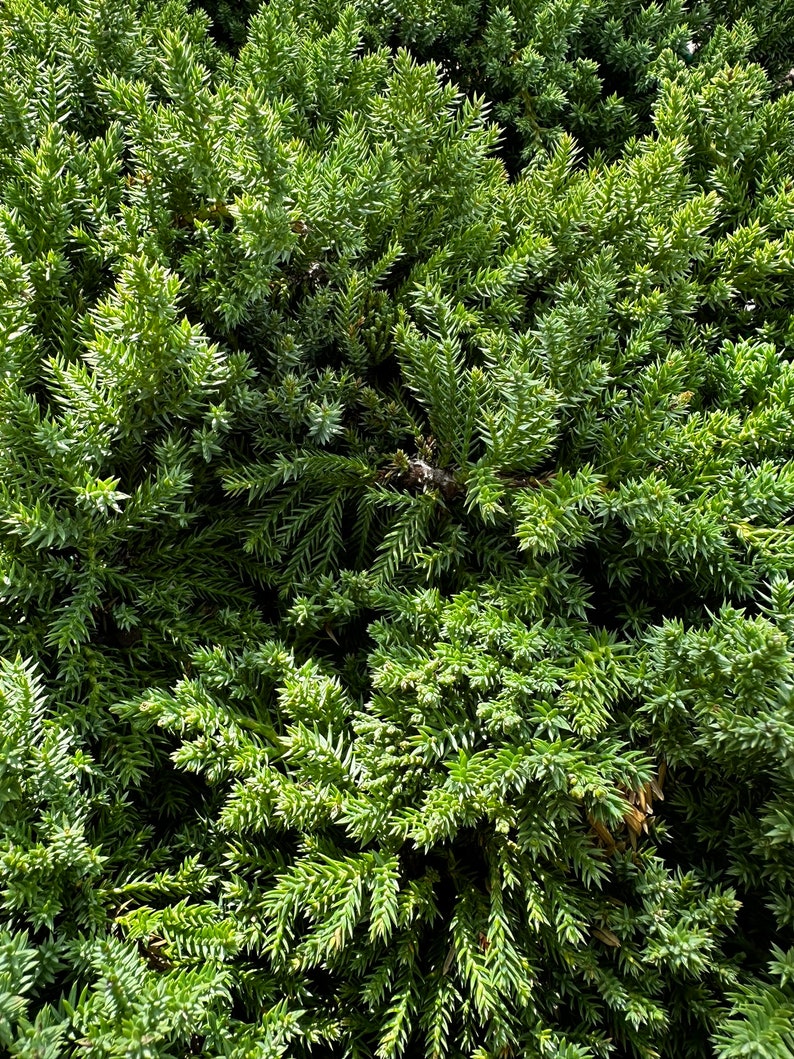 4 Dwarf Japanese Garden Juniper Juniperus procumbens 'Nana' FREE SHIPPING, Ground Cover or Pre-Bonsai Plant image 2