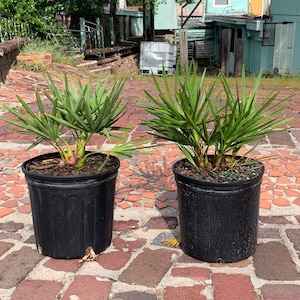 Hybrid Silver Saw Palmetto on the left and Green Saw Palmetto on the right.