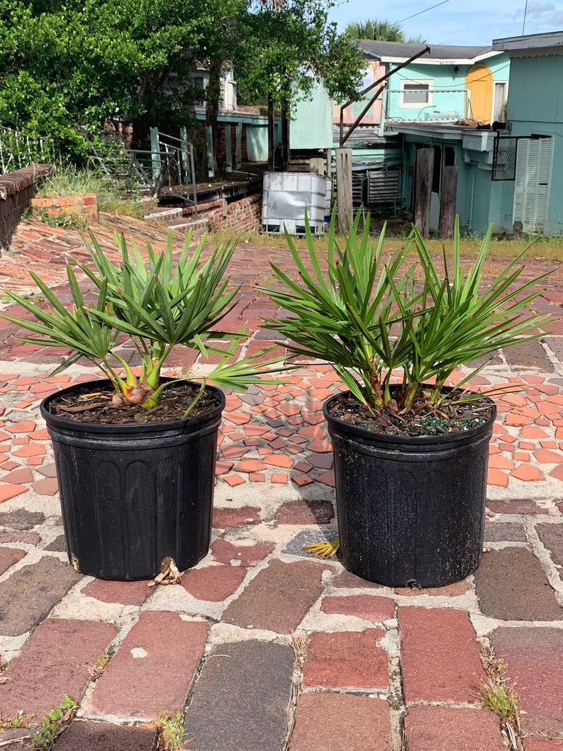 Hybrid Silver Saw Palmetto on the left and Green Saw Palmetto on the right.