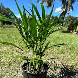 Dypsis lutescens (Areca Palm, Golden Cane Palm), Ships for FREE in a 1 gallon, 6&quot; container! 18+ Inches TALL!!