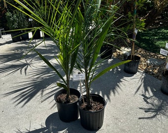 Queen Palm (Syagrus romanzoffiana), 30+ inches tall, 3-Gallon tree, ships in the container for FREE!