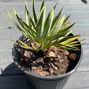 Peut inclure: Une petite plante palmier aux feuilles vertes fines et pointues avec des pointes teint&eacute;es de jaune, plant&eacute;e dans un pot de p&eacute;pini&egrave;re en plastique gris fonc&eacute; rempli de terre brune et de paillis d'&eacute;corce, au port compact et feuillage dress&eacute;.