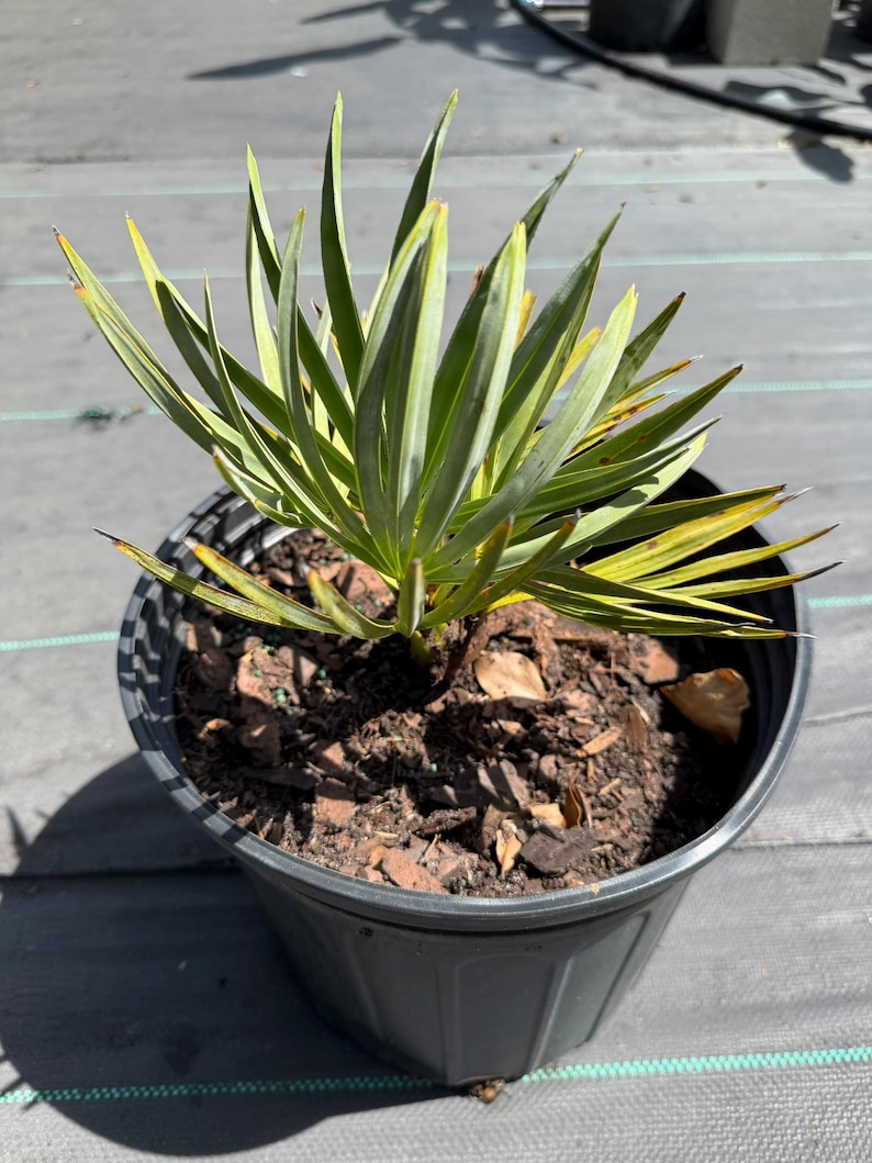 Peut inclure: Une petite plante palmier aux feuilles vertes fines et pointues avec des pointes teint&eacute;es de jaune, plant&eacute;e dans un pot de p&eacute;pini&egrave;re en plastique gris fonc&eacute; rempli de terre brune et de paillis d'&eacute;corce, au port compact et feuillage dress&eacute;.
