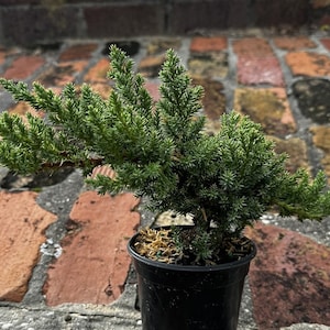 4 Dwarf Japanese Garden Juniper Juniperus procumbens 'Nana' FREE SHIPPING, Ground Cover or Pre-Bonsai Plant image 1