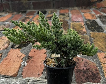 4" Dwarf Japanese Garden Juniper "Juniperus procumbens 'Nana'" FREE SHIPPING, Ground Cover or Pre-Bonsai Plant