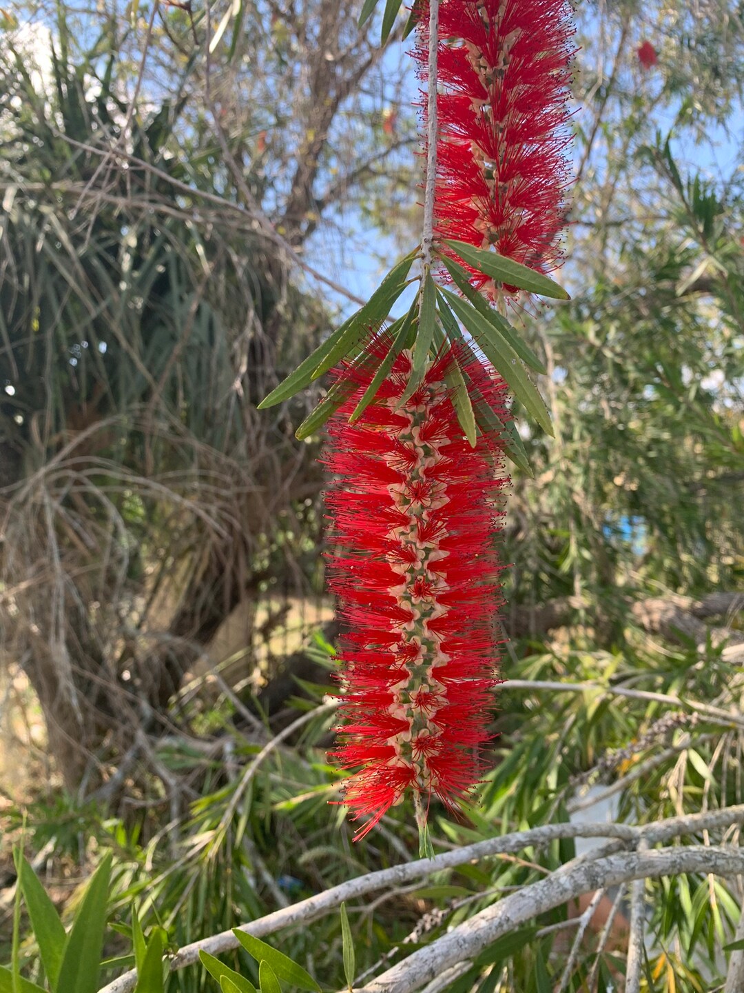 3gallon, Bottle Brush Red Cluster, Aka Callistemon Citrinus, Over 24