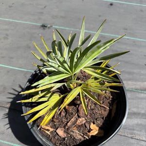 Peut inclure: Un petit palmier aux feuilles en &eacute;ventail pointues, de couleur verte et jaune, plant&eacute; dans un pot de p&eacute;pini&egrave;re en plastique noir rempli de terreau sombre et d'&eacute;corces. La plante pr&eacute;sente plusieurs frondes rayonnant depuis une base centrale.