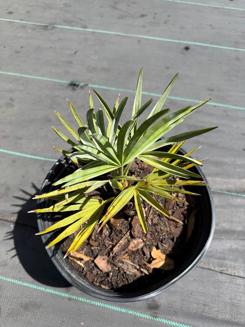 Peut inclure: Un petit palmier aux feuilles en &eacute;ventail pointues, de couleur verte et jaune, plant&eacute; dans un pot de p&eacute;pini&egrave;re en plastique noir rempli de terreau sombre et d'&eacute;corces. La plante pr&eacute;sente plusieurs frondes rayonnant depuis une base centrale.