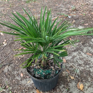 3 gallon - Trachycarpus fortunei, Windmill Palm, About 18 inches tall, Ships in Container for FREE!  COLD HARDY Palm!