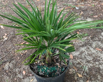 Palmier moulin à vent : Trachycarpus fortunei résistant au froid - Récipient de 3 gallons