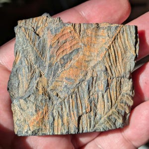 Pecopteris Fern Fossil in Black Shale, St. Clair, PA, USA, Llewellyn Formation, Pennsylvanian Epoch, Carboniferous Period, 2x2.2x0.4 inches