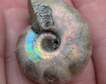 Natural Iridescent Ammonite Fossil, 1.4"x1.25", Madagascar, Early Cretaceous