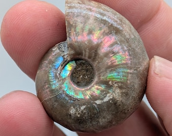 May include: A fossilized ammonite shell featuring a spiral shape with a textured, earthy brown exterior and a vibrant, iridescent sheen displaying flashes of green, blue, and pink colors along the inner whorls of the fossilized specimen.