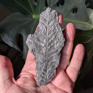 Fern Fossil in Black Shale, St. Clair, PA, USA, Llewellyn Formation, Pennsylvanian Epoch, Carboniferous Period 4.75x2.2x0.2 inches, 21 grams