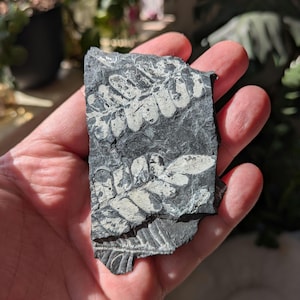 Fern Fossil in Black Shale, St. Clair, PA, USA, Llewellyn Formation, Pennsylvanian Epoch, Carboniferous Period, 3.15x2x0.1 inches, 12 grams
