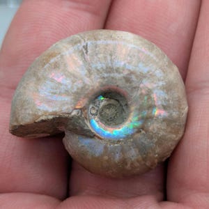 May include: A fossilized ammonite shell with a spiral shape. The shell has a light brown color with iridescent rainbow hues. The center of the shell has a circular opening. The fossil is a natural history item.
