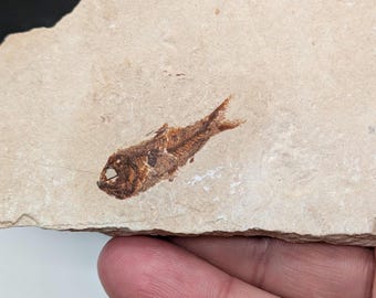 Farn-Fossil im Black Shale, St. Clair, PA, USA, Llewellyn Formation,  Pennsylvania Epoche, Karbonzeit, 3x6,3x10cm - Etsy.de