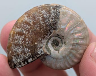 May include: A fossilized ammonite specimen featuring a spiral shell structure. One side displays a dark brown surface with intricate, white, branching suture patterns, while the other side shows a smooth, iridescent, light tan shell surface.