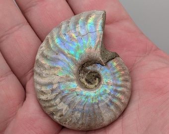 Natural Iridescent Ammonite Fossil, 2.2"x1.8", Madagascar, Early Cretaceous