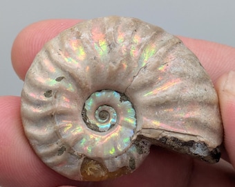 May include: A fossilized ammonite specimen featuring a coiled, spiral shell structure with a tan, textured surface. The fossil displays iridescent, multi-colored flashes of green, pink, and gold light reflecting across its ridges and center.