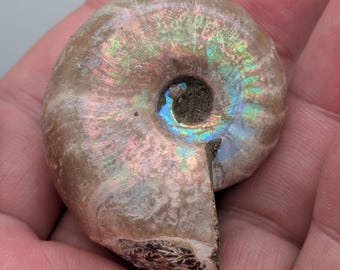 May include: A fossilized ammonite shell with iridescent colors of blue, green, and pink. The spiral shell has a detailed texture and a dark center. The fossil is held in a hand.